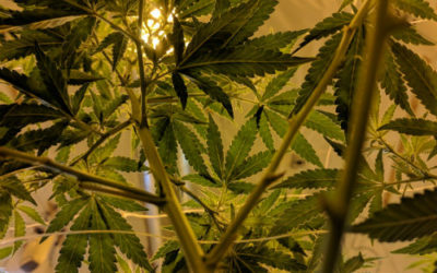 How Will Legal Marijuana Impact Workers Comp?