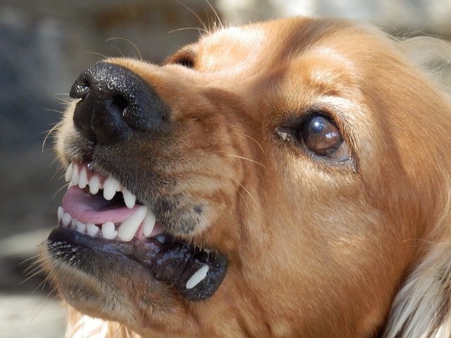 a golden retriever baring its teeth in a sign of aggression