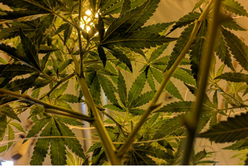 How Will Legal Marijuana Impact Workers Comp?