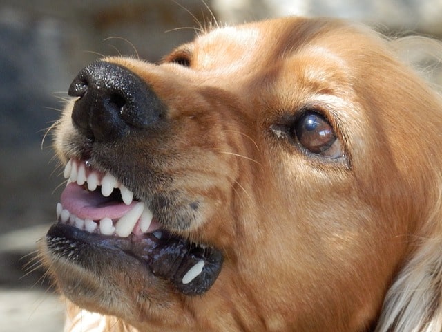 Can I get workers’ comp for a dog bite?